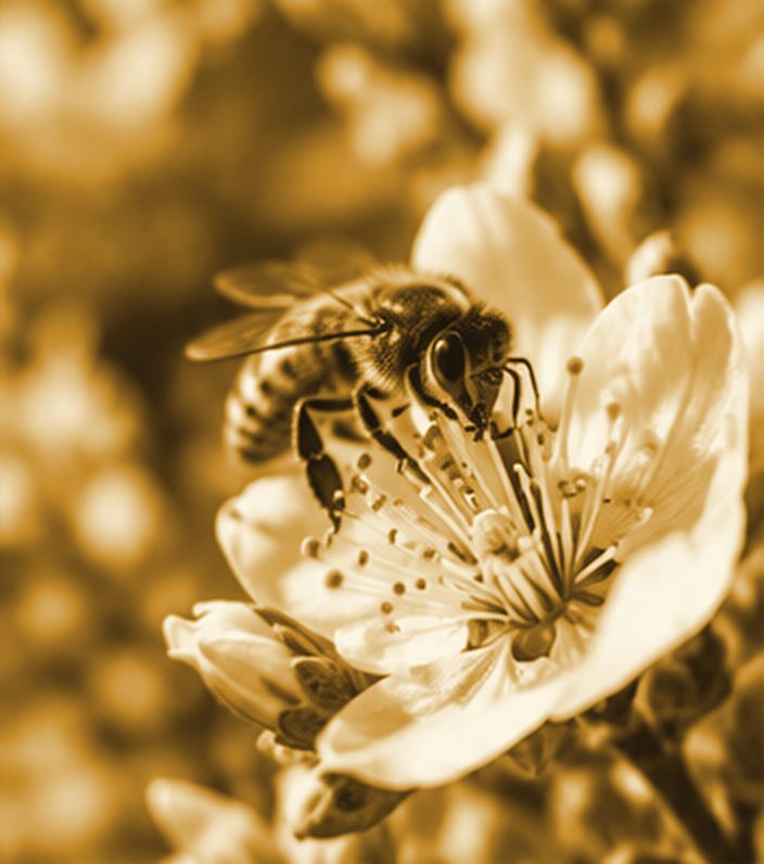 Biene auf einer Obstblüte